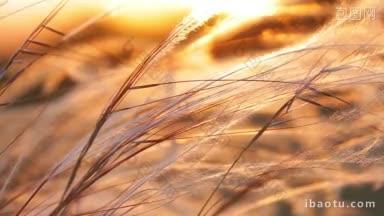 <strong>美丽</strong>的夕阳与草地上的针茅植物
